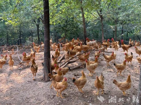 顺策略 荆州第一！松滋农产品“国字号”达23件