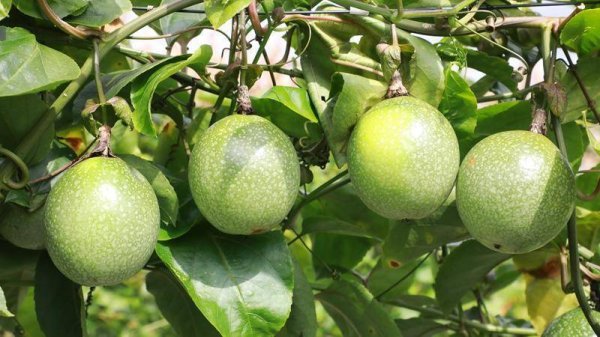 玖富智配 秋日果香关不住 贵州贵定百香果迎来丰收